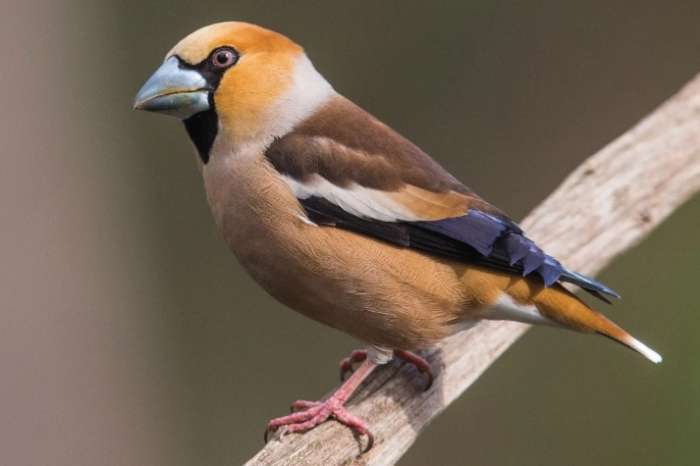 wanted hawfinches