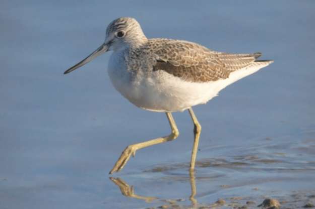 wanted green shanks
