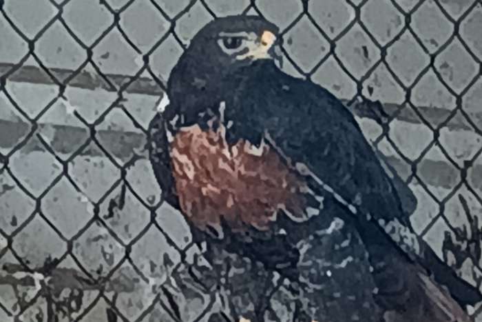buteo rufofuscus