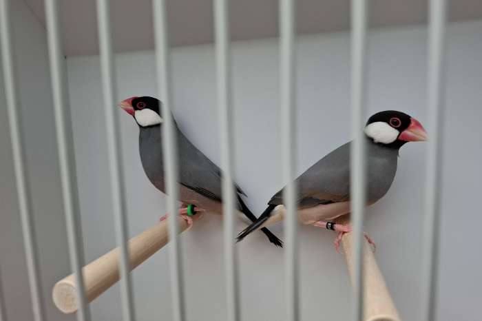 rijstvogels