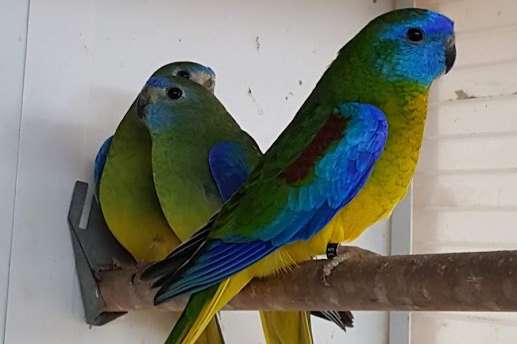 turquoisine parkieten zuivere   wildkleur