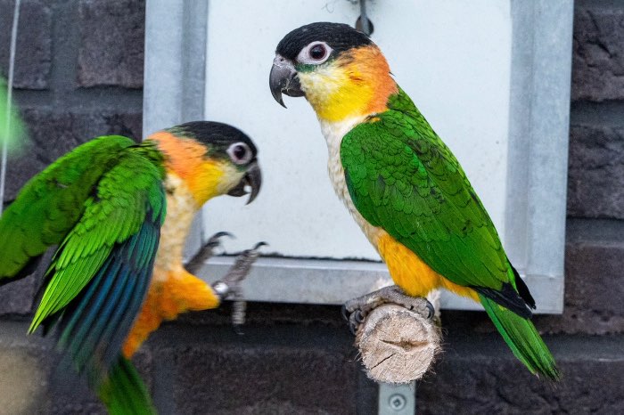 1-1 zwartkop caique