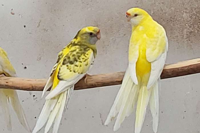 rosella ,strogeel,barraband