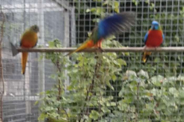 roodbuik turquosine