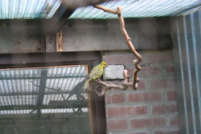 groene kardinalen