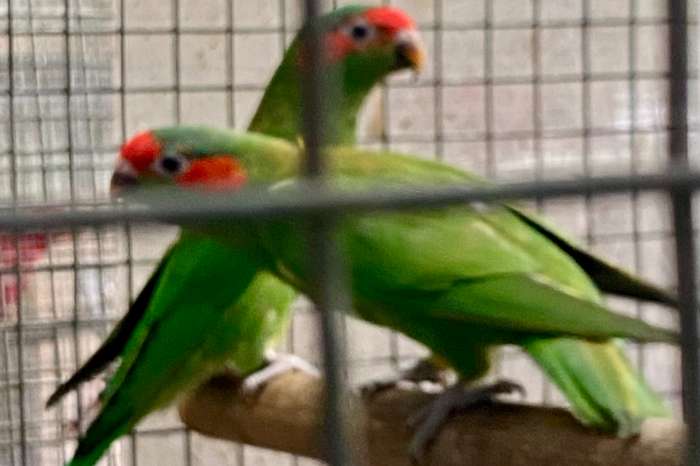 musk lory