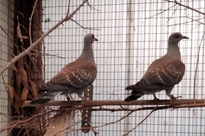 te koop 2 jonge columba guinea duiven uit de buitenvoliere
