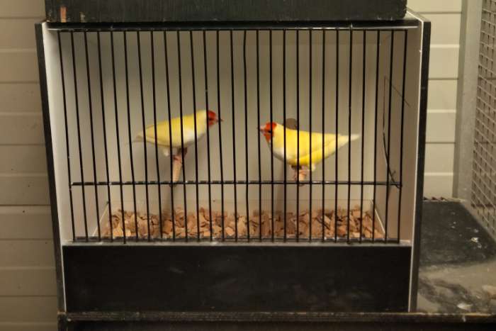 te koop tropische vogels en duiven uit buitenvoliere