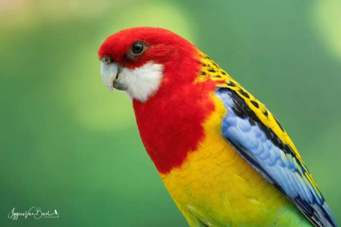 zuiver wildkleur prachtrosella’s  of goudmantel rosella’s 2025