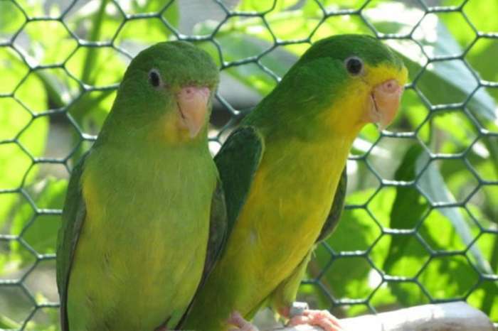 perruche citron ( psilopsiagon aurifrons aurifrons )