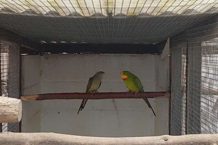 kwkoppels barrabanden en jongen
