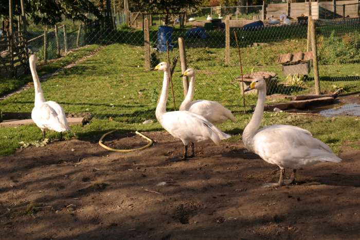 zwanen en spoorwiekgans