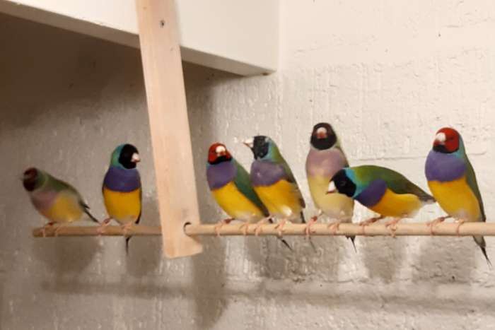 koppels wildkleur gouldamadines