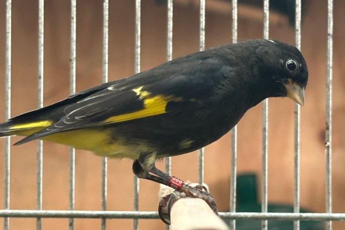 zwarte sijzen