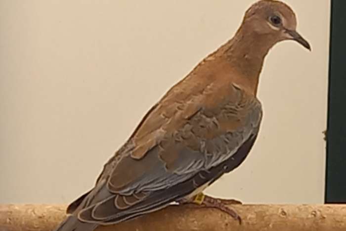 wildkleur senegaltortels