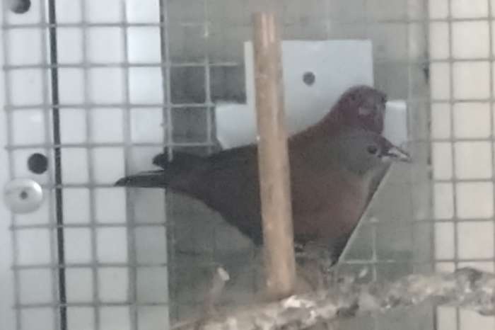 gezocht, zwartbuik amarant poppen