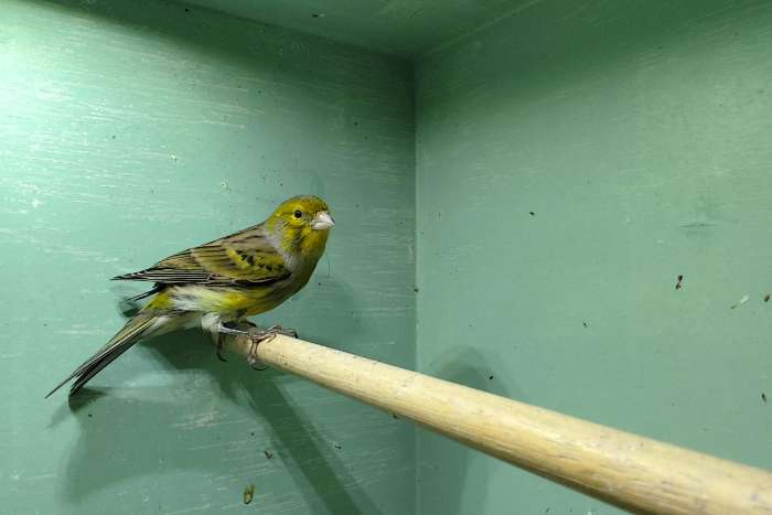 wilde kanarie (serinus canaria)