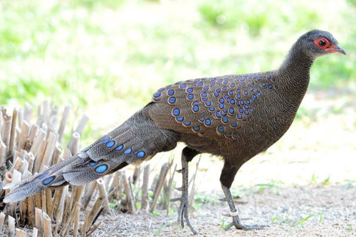 available peacock-pheasants for geel