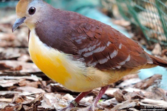 available exotic doves and pigeon for geel