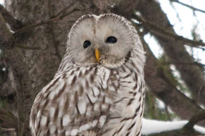 strix uralensis