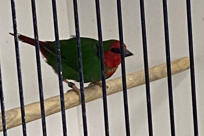 roodkop papagaai amadine wildvorm pop 2025
