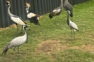 0-2  jufferkraanvogels