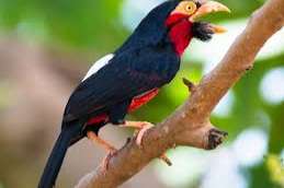 zwartbandbaartvogel