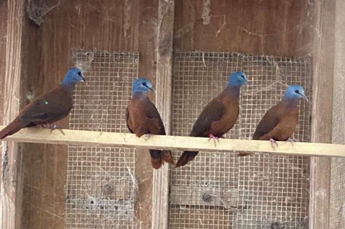 blauwkop bosduifjes