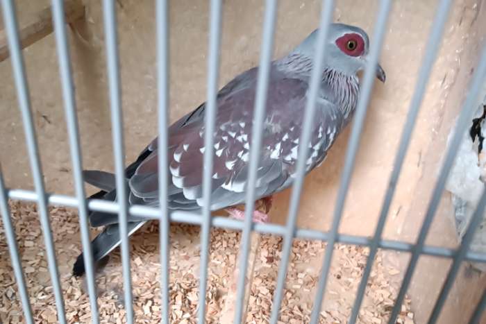 guineaduif columba guinea guineatauben