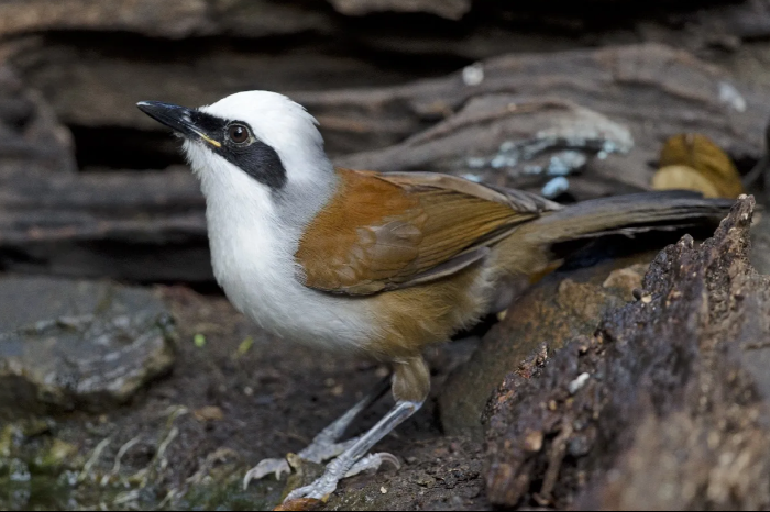 witkuif gaailijsters - garrulax leucolophus