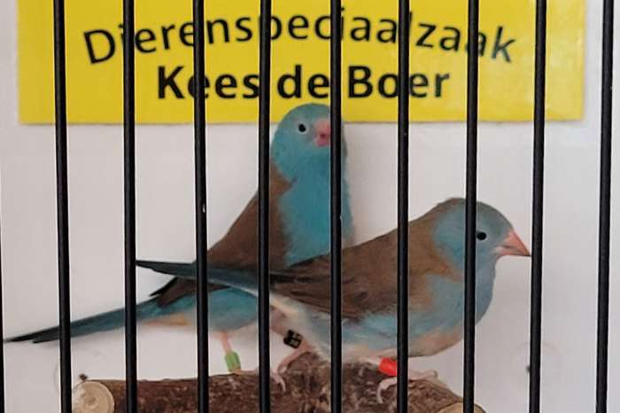 mooi koppel blauwkop blauwfazantjes