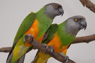 bonte boeren - poicephalus senegalus