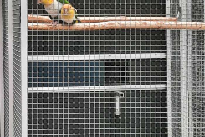 kweekkoppel groendijcaique's  // pionites l.leucogaster.