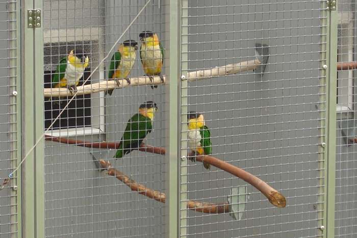 zwartkop en roestkopcaique's 2025.