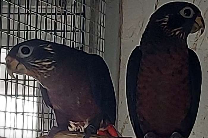 pionus fuscus 2025