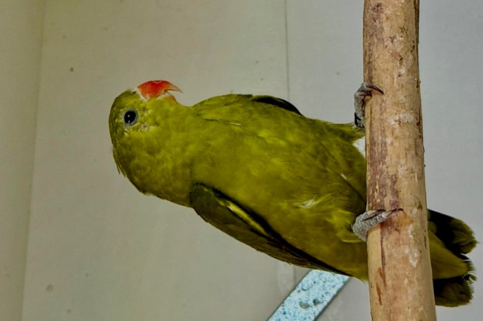agapornis taranta pop in olijf