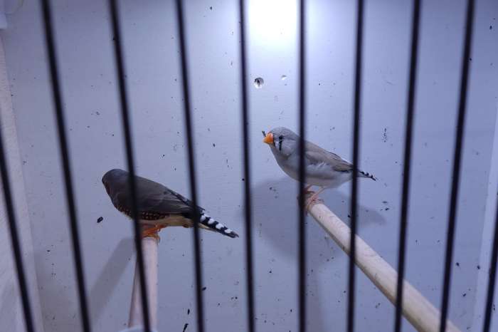 te koop koppel zebravinken