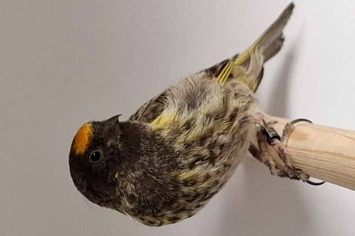 roodvoorhoofd kanarie - serinus pusillus -  ruilen!