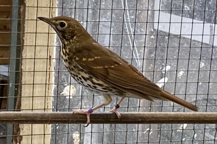 zanglijster pop wildkleur geringd 2025