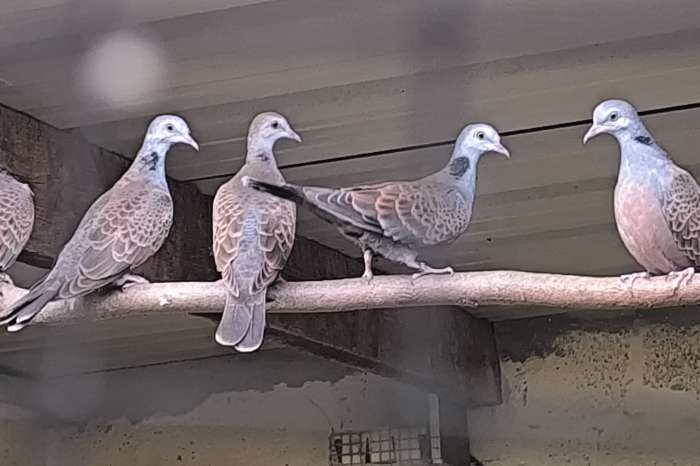 doves avalaible