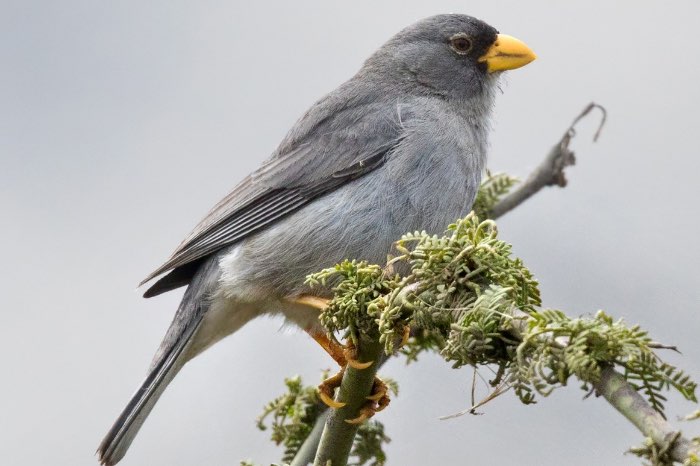 dikbekgors (piezorina cinerea)