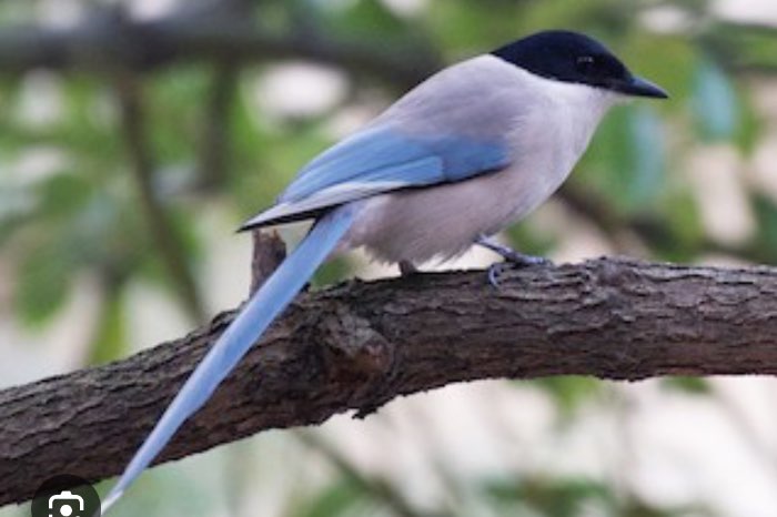 cyanopica cooki