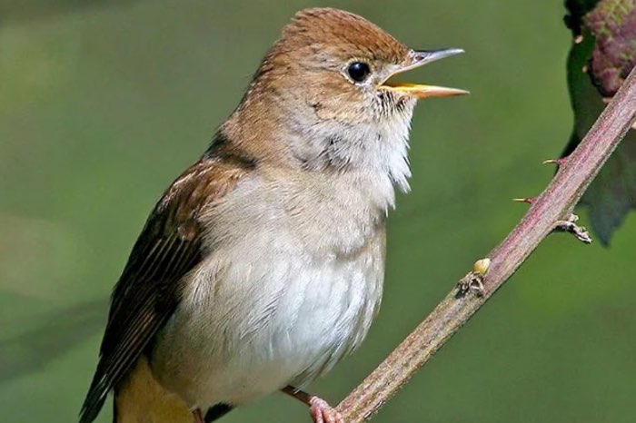 luscinia megarhynchos