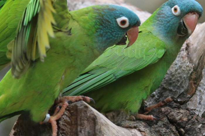 gezocht blauwkop aratinga