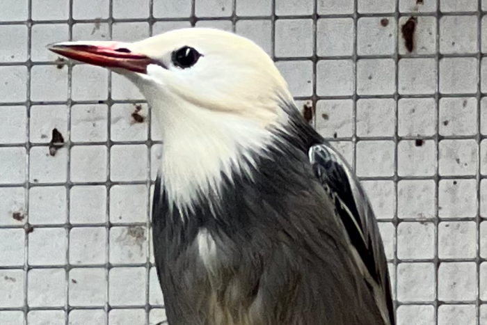 1,2 spodiopsar sericeus silky starling
