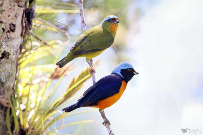 1.0 euphonia elegantisima 2025