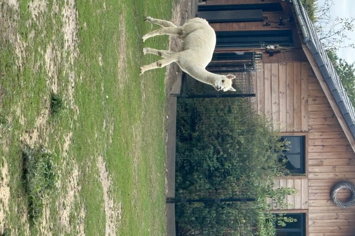 alpaca’s