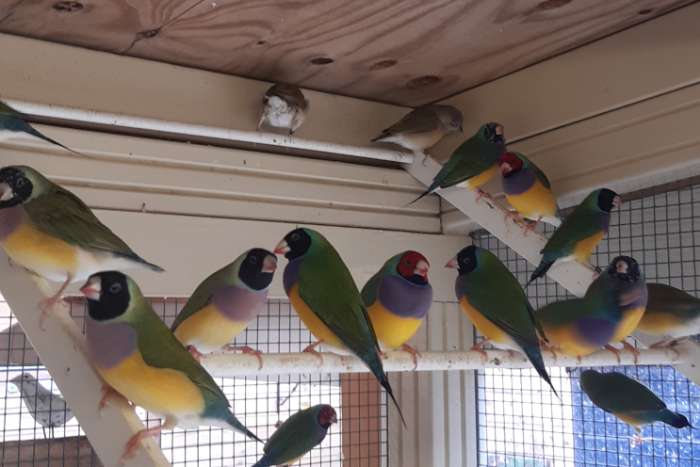 div koppels gouldamadines  wildkleur