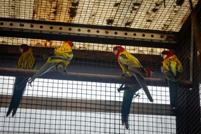 te koop: goudmantel-rosella's (wildkleur) ek25