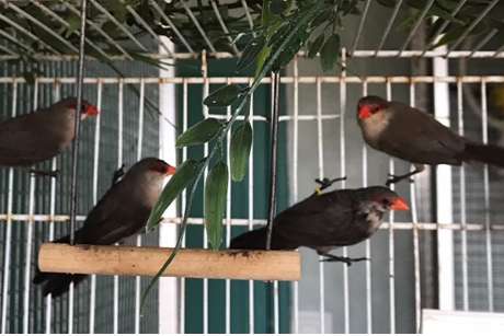 lot de 5 astrilds ondulés 2024 et 2025